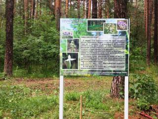 В городских лесах Перми идет обустройство новых экологических троп