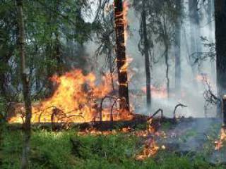 В 2015 году в городских лесах Перми удалось предотвратить четыре пожара