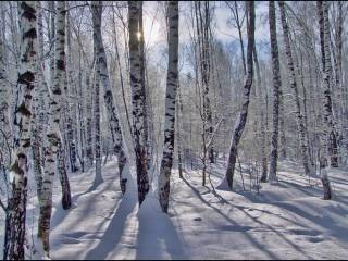 В городских лесах Перми обустроены лыжные трассы
