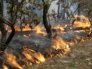 Лесники предупреждают о необходимости соблюдения правил пожарной безопасности в лесах Перми