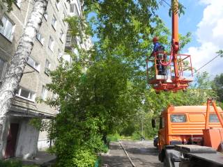 В Перми реализован проект «Освободите дерево»