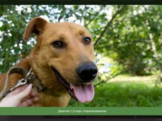 В Перми усилена работа по поиску новых владельцев для собак из муниципального приюта