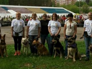 Питомцы муниципального приюта приняли участие в выставке беспородных собак 