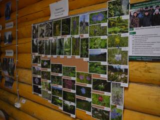 В участковом лесничестве оформлена фотовыставка о флоре ООПТ «Липовая Гора» 