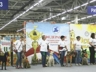 Питомцы муниципального приюта приняли участие в выставке собак всех пород «Осенний калейдоскоп – 2019»