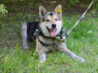В Перми муниципальный приют для собак завел Instagram-аккаунт, чтобы искать питомцам новых хозяев