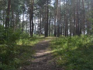 Предложения администрации Перми учтены в проекте краевого закона о защите озеленённых территорий