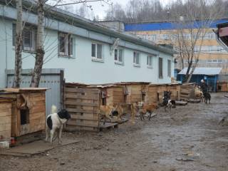 В пермском муниципальном приюте для животных прошел субботник