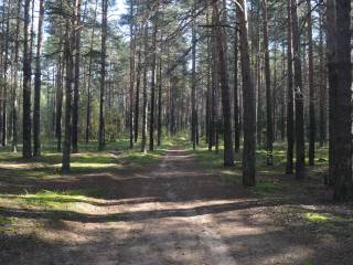 На территории Пермского городского лесничества пройдёт всероссийский экомарафон «Мой ЭкоДень»