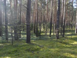 Лесничие и представители МЧС России по Пермскому краю патрулируют городские леса Перми