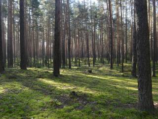 В городских лесах Перми проходят познавательные экскурсии для всех желающих