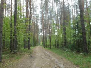В этом сезоне в городских лесах Перми высадили около 3 тысяч саженцев