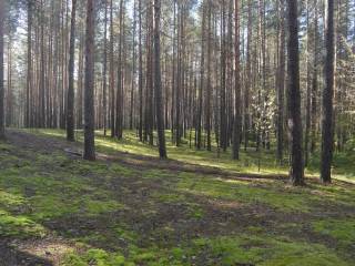 В Перми пройдёт День Черняевского леса