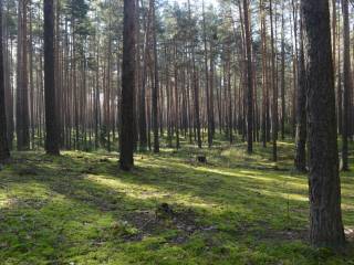 В Перми утверждено положение об особо охраняемой природной территории "Южный лес"