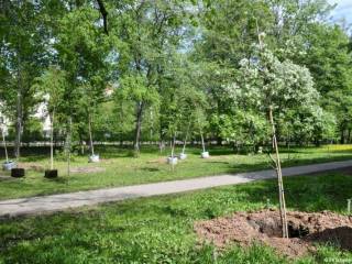 Экологи, пермяки и школьники высадили более 30 деревьев в саду им. Миндовского