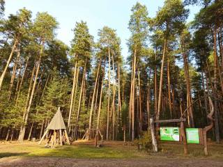 В Черняевском лесу при реализации проекта «Зелёное кольцо» появятся новые типы покрытий дорожек и маршрутов
