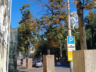 В Перми возле стадиона «Динамо» будут убраны усыхающие и аварийные деревья