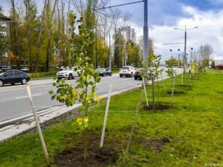 В Перми состоялась акция «Город счастливых деревьев»