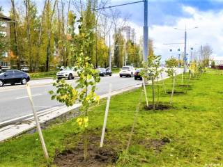В Перми на улице Ленина заменят сухие и аварийные деревья