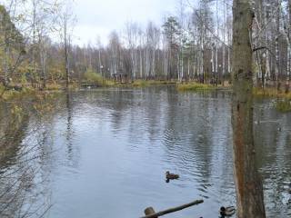 В Перми обследовали водные объекты на особо охраняемой природной территории «Черняевский лес»