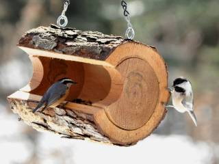 «Нельзя пшено и чёрный хлеб»: жителям Перми напоминают о правилах подкормки птиц зимой