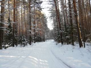 В лесах Перми обустроено более 180 км лыжных маршрутов разного уровня сложности