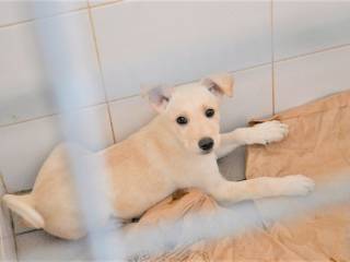 В 2022 году в Перми было отловлено более 1300 безнадзорных собак