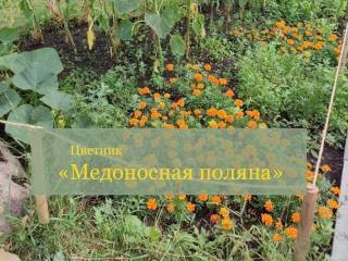 В Перми на природных территориях экоактивисты создадут медоносные цветники