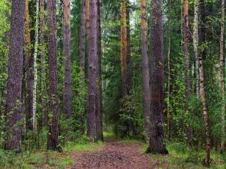 В Перми отмечают Международный день лесов