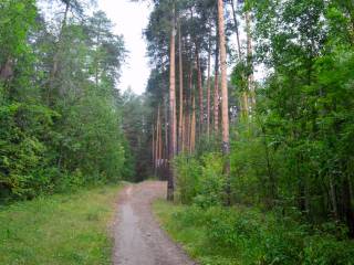 УЭП администрации города Перми предоставляет муниципальные услуги в части лесных отношений 