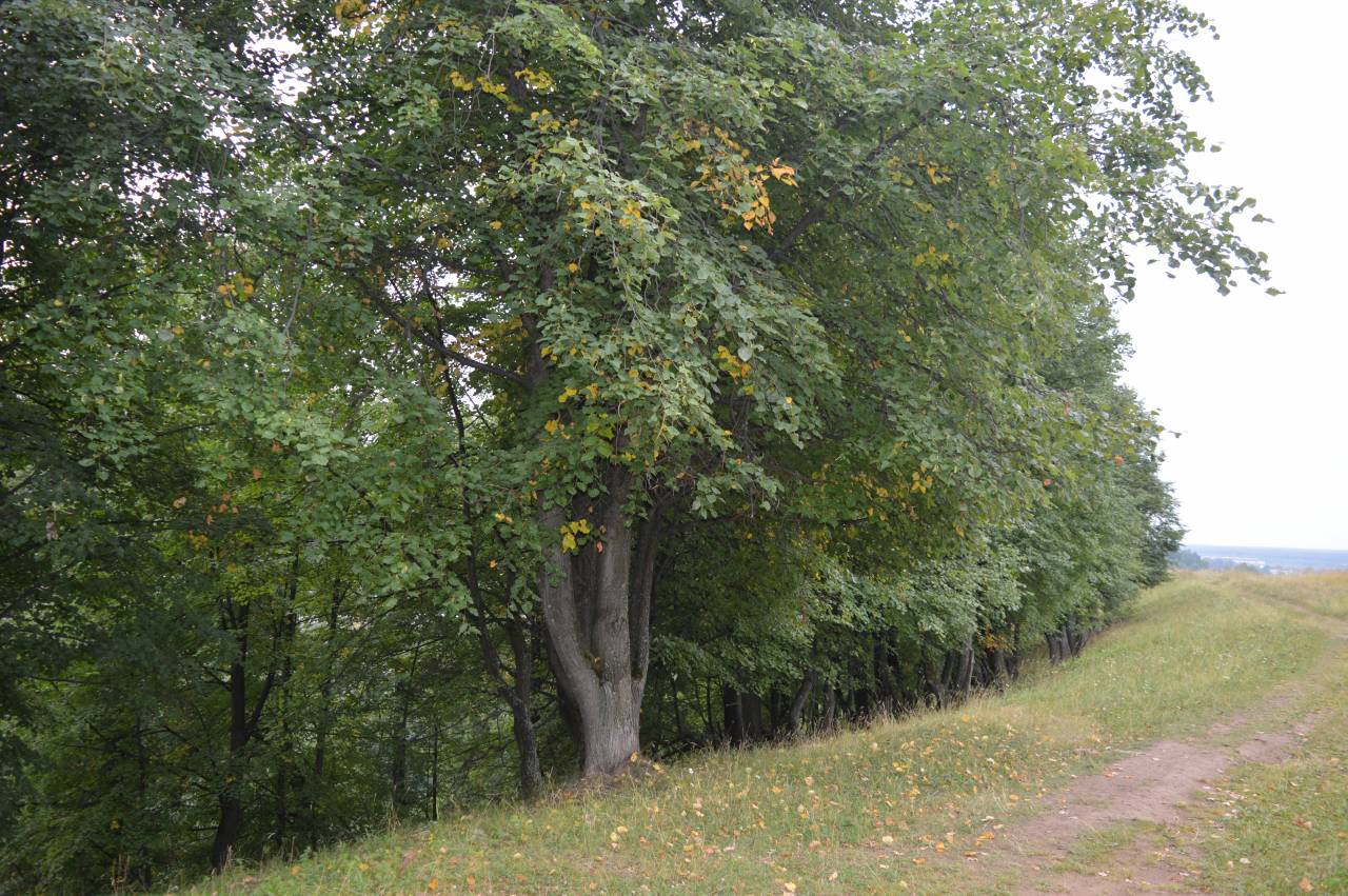 Липа Дерево Листья Осенью Фото